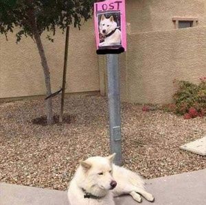 Meet your Posher, George